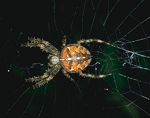 Garden spider