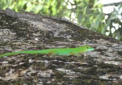 Striped Day Gecko