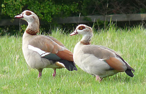 Egyptian Geese