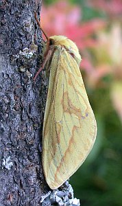 Ghost Moth