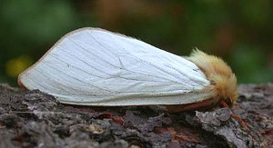 Ghost Moth