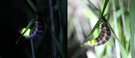 Glow-worm female glowing in the dark and with flash