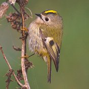 Goldcrest