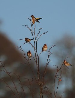 Goldfinch