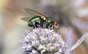 Green Bottle