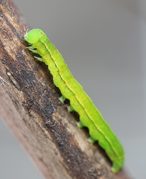 Caterpillar