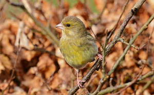 Greenfinch female