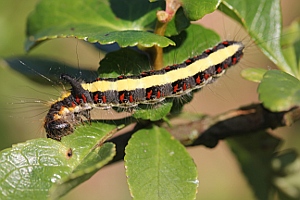 Grey Dagger caterpillar