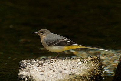 Grey wagtail