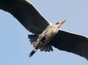 Grey Heron in flight