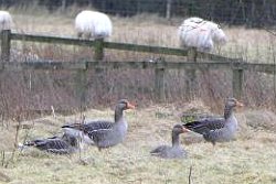 Greylag