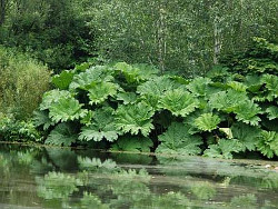 Gunnera