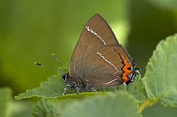 White-letter Hairstreak