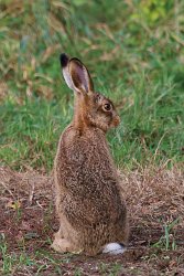 Hare