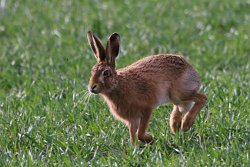 Brown Hare