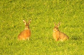 Brown Hare