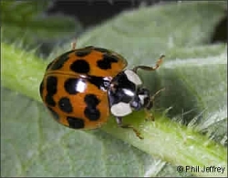 Harlequin Ladybird