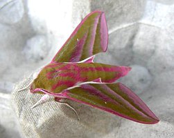 Elephant Hawk Moth