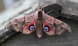 Eyed Hawk-moth