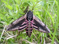 Privet Hawk-moth