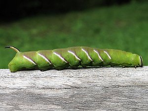 Privet Hawk-moth