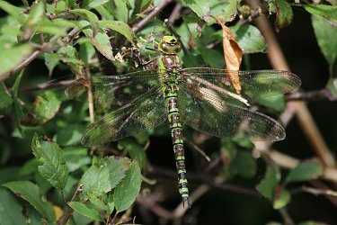 Southern Hawker