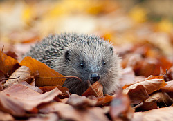 Hedgehog