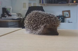 Hedgehog