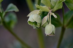 Stinking hellebore