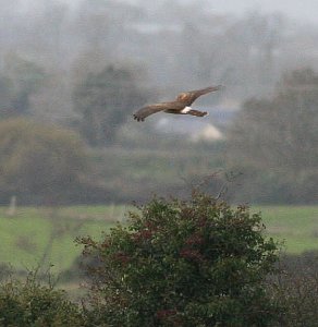 Hen Harrier in flight