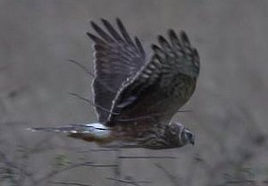 Hen Harrier