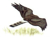 Hen Harrier