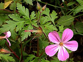 Herb Robert