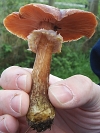 Honey fungus