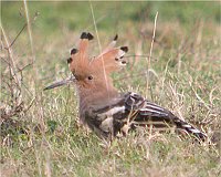 Hoopoe