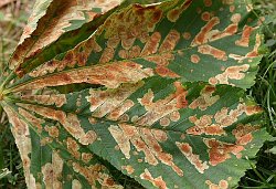 Horse Chestnut leaf with damage from Horse Chestnut Leaf Miner