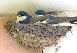 House Martin in nest