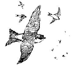 House martin in flight