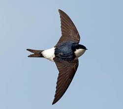 House Martin