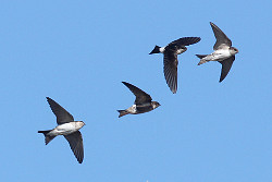 House Martin