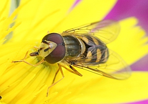 Hoverfly on flower