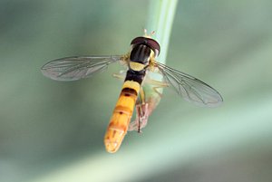 Hoverfly