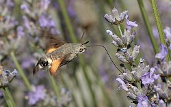 Hummingbird Hawk-moth