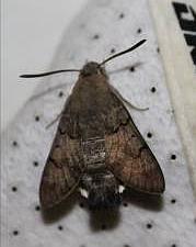 Humming-bird Hawk Moth