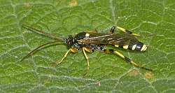 Ichneumon_sarcitorius