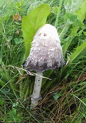 Shaggy Ink-cap