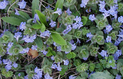 Ground Ivy in bloom