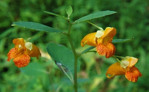 Jewel Weed