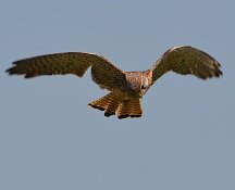 Kestrel