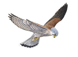 Kestrel